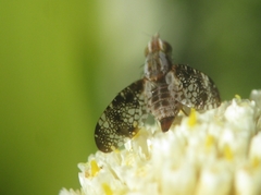 Mesoclanis magnipalpis