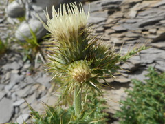 Cirsium bertolonii