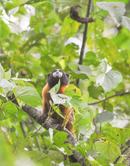 Saguinus tripartitus