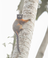 Saguinus tripartitus