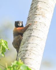 Saguinus tripartitus
