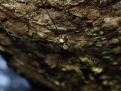 Neopantopsalis pentheter