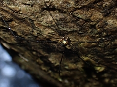 Neopantopsalis pentheter