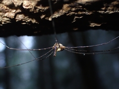 Neopantopsalis pentheter