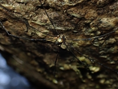 Neopantopsalis pentheter