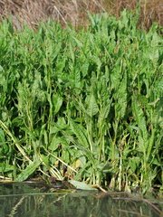 Rumex bidens