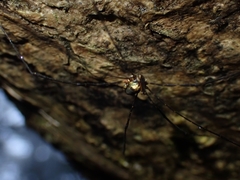 Neopantopsalis pentheter