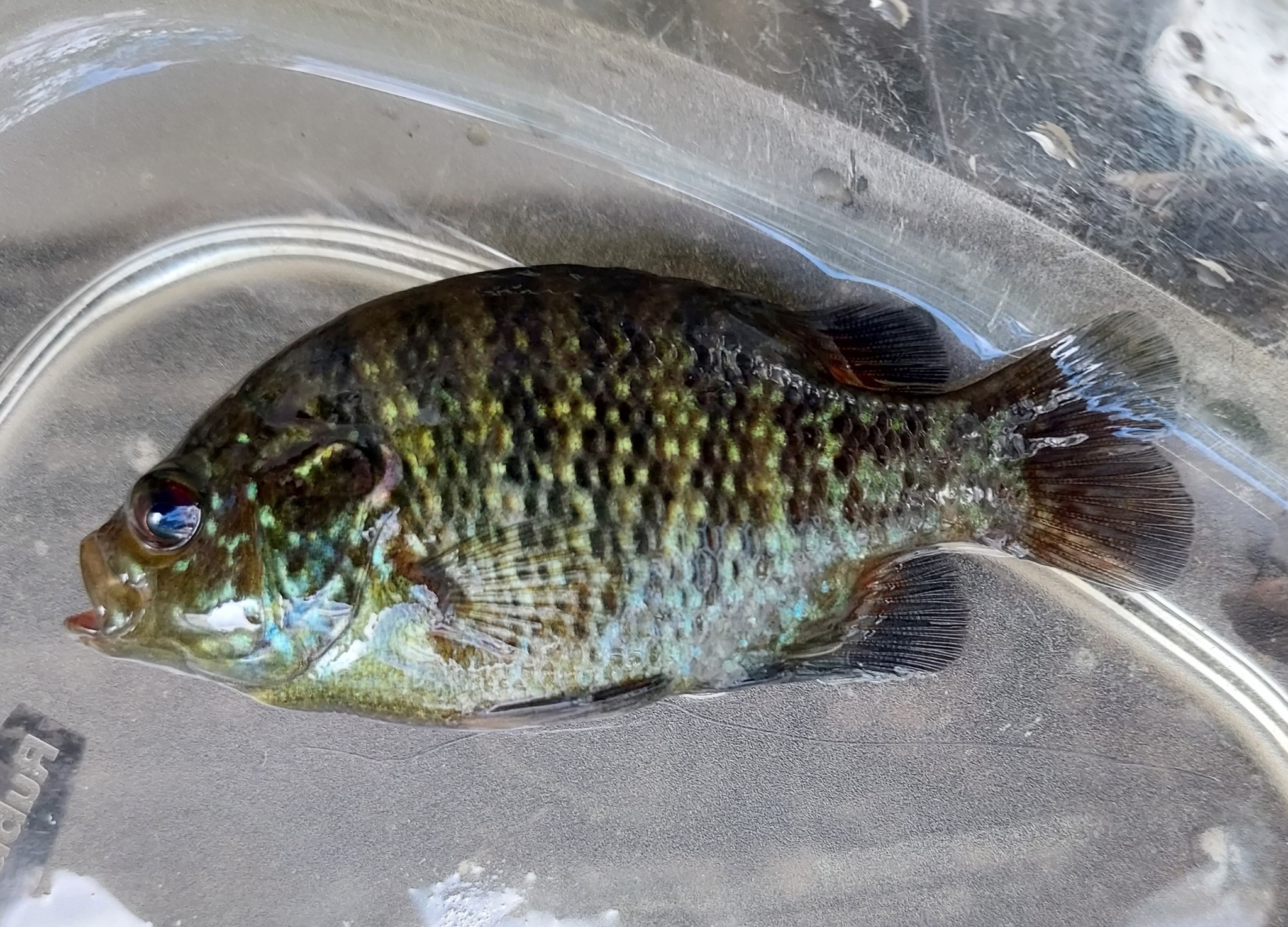 Lepomis symmetricus Forbes, 1883