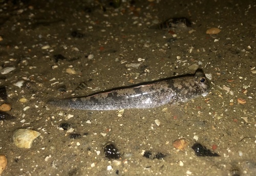 Minute mudskipper (Periophthalmus minutus) — Gobiidae — 2