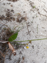 Eriospermum schlechteri