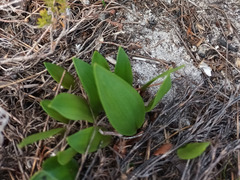 Eriospermum schlechteri