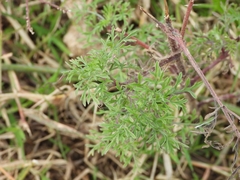 Glandularia tenera