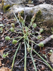 Ornithogalum refractum
