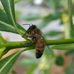 Apis mellifera