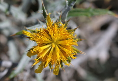 Berkheya carlinopsis magalismontana
