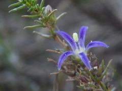 Wahlenbergia subulata