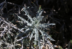 Berkheya carlinopsis magalismontana