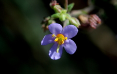 Chaenostoma patrioticum