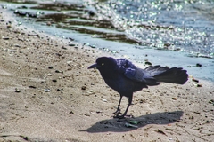 Quiscalus mexicanus