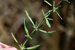 Chaenostoma patrioticum