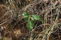 Solanum capense