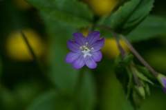 Epilobium lanceolatum