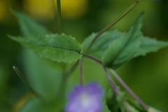 Epilobium lanceolatum