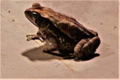 Rhinella ornata × crucifer