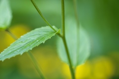 Epilobium lanceolatum