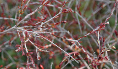 Stylapterus fruticulosus