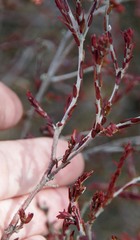 Stylapterus fruticulosus