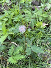 Mimosa pudica