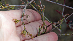 Stylapterus fruticulosus