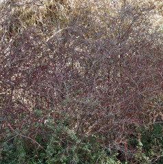 Stylapterus fruticulosus