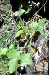 Conopodium glaberrimum