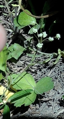 Conopodium glaberrimum