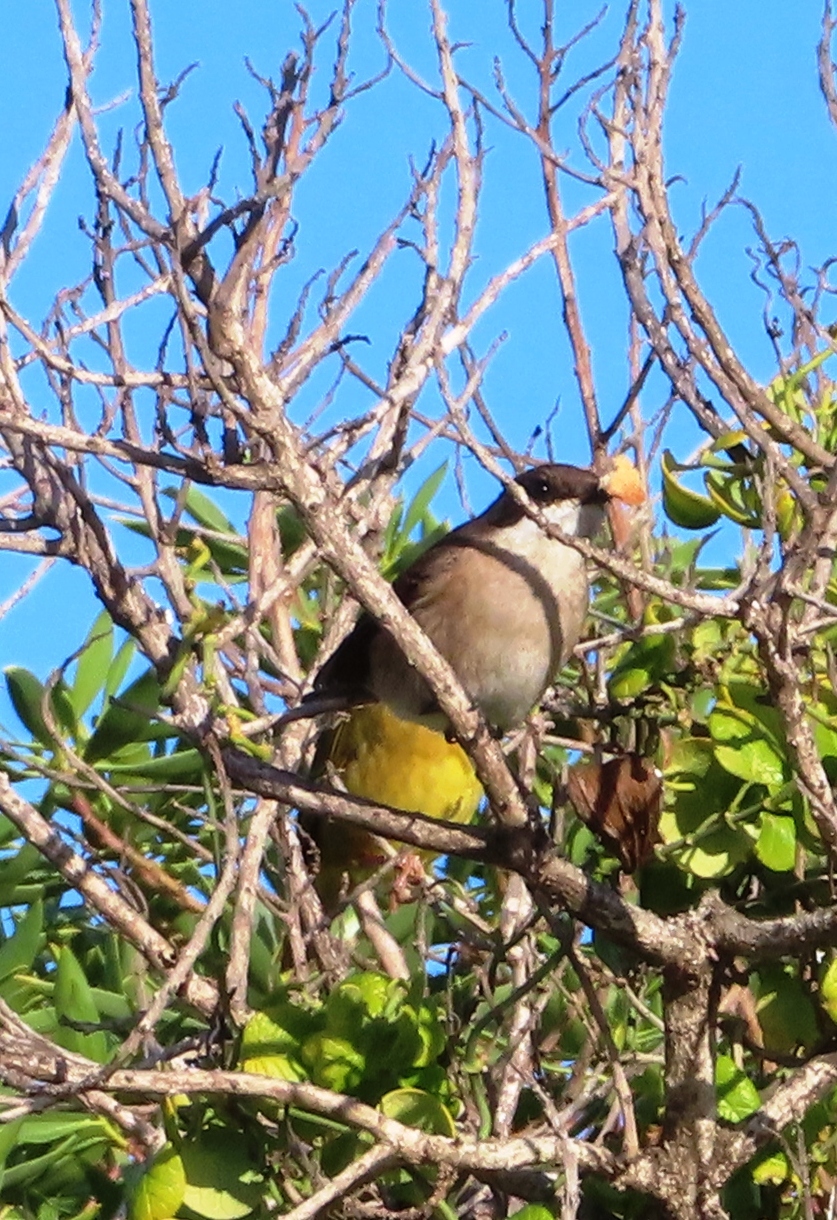Fiscal Flycatcher (Sigelus silens)