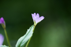 Epilobium lanceolatum