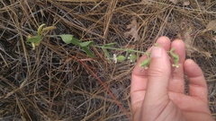 Silene bridgesii