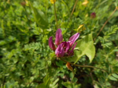 Astragalus hypoglottis