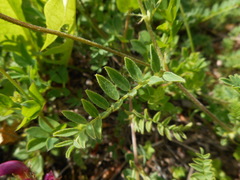 Astragalus hypoglottis