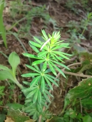 Galium tunetanum