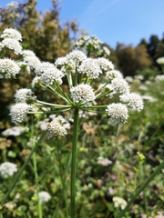 Cicuta virosa