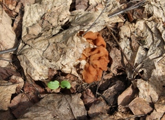 Gyromitra gigas