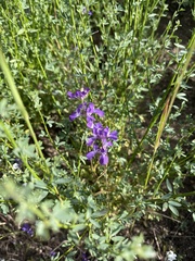 Collinsia concolor