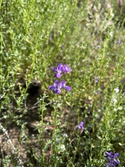 Collinsia concolor