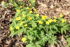 Anemonoides ranunculoides