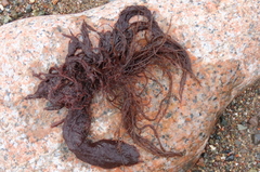 Desmarestia aculeata