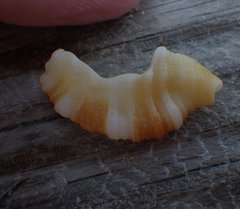 Cymatiidae
