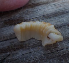 Cymatiidae